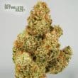 Auto Skywalker Haze Cannabis Seeds by Dutch Passion Seeds