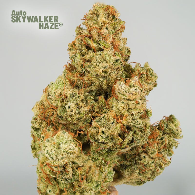 Auto Skywalker Haze by Dutch Passion Seeds Auto Skywalker Haze by Dutch Passion Seeds