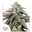 Auto Skywalker Haze Cannabis Seeds by Dutch Passion Seeds