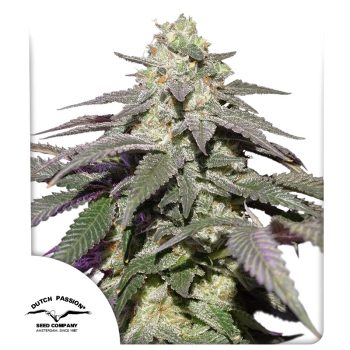 Auto Skywalker Haze Cannabis Seeds by Dutch Passion Seeds