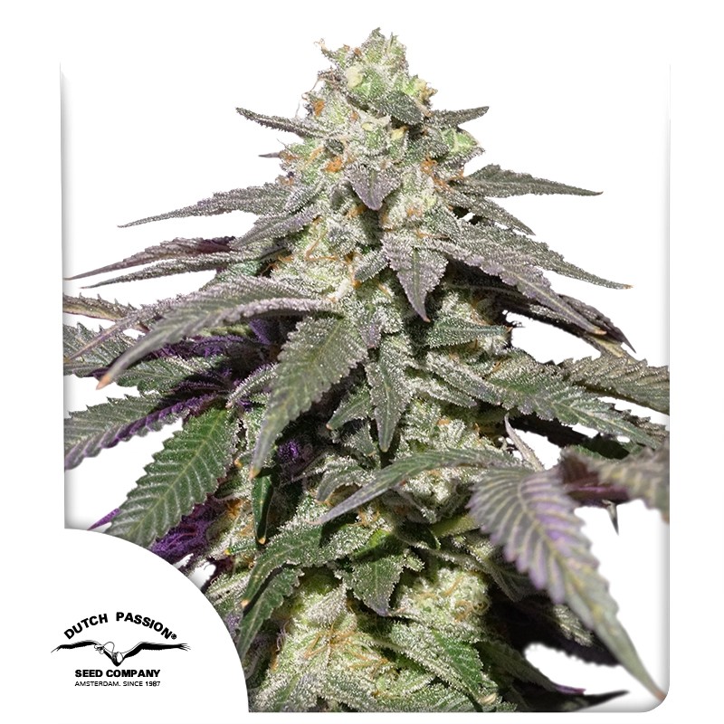Auto Skywalker Haze Cannabis Seeds by Dutch Passion Seeds Auto Skywalker Haze Cannabis Seeds by Dutch Passion Seeds