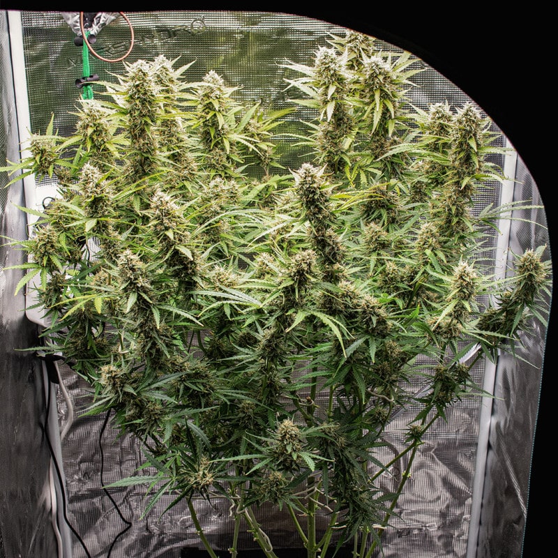 Auto Skywalker Haze by Dutch Passion Seeds Auto Skywalker Haze by Dutch Passion Seeds