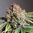 DP Auto Strawberry Soda Cannabis Seeds by Dutch Passion Seeds