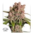 DP Auto Strawberry Soda Cannabis Seeds by Dutch Passion Seeds