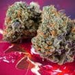 DP Auto Strawberry Soda Cannabis Seeds by Dutch Passion Seeds