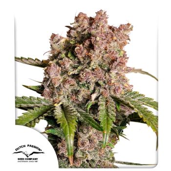 DP Auto Strawberry Soda Cannabis Seeds by Dutch Passion Seeds