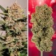 DP Auto Strawberry Soda Cannabis Seeds by Dutch Passion Seeds