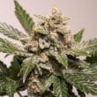 DP Auto Strawberry Soda Cannabis Seeds by Dutch Passion Seeds