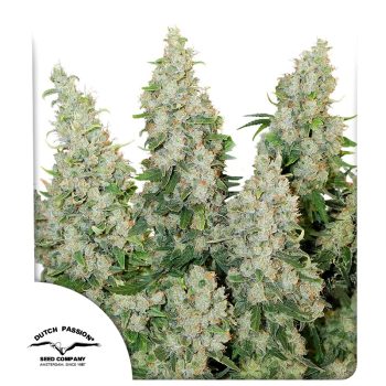 Think Different Auto by Dutch Passion Seeds