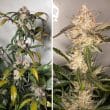 Auto Trichome & Cream Cannabis Seeds by Dutch Passion Seeds