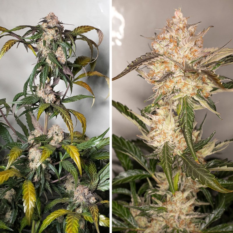 Auto Trichome & Cream (Dutch Passion Seeds) Auto Trichome & Cream (Dutch Passion Seeds)