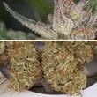 Auto Trichome & Cream Cannabis Seeds by Dutch Passion Seeds