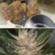 Auto Trichome & Cream Cannabis Seeds by Dutch Passion Seeds
