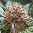 Auto Trichome & Cream Cannabis Seeds by Dutch Passion Seeds