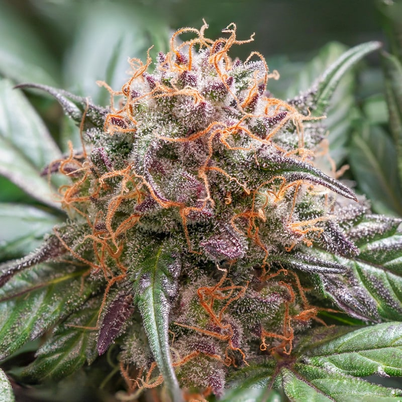 Auto Trichome & Cream (Dutch Passion Seeds) Auto Trichome & Cream (Dutch Passion Seeds)