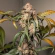 Auto Trichome & Cream Cannabis Seeds by Dutch Passion Seeds