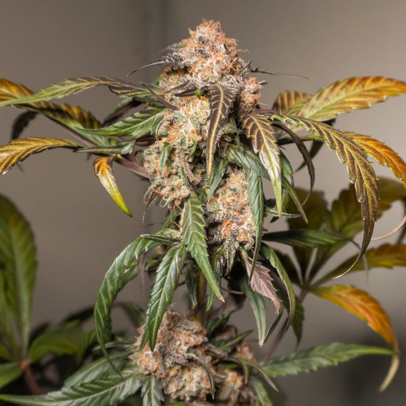 Auto Trichome & Cream (Dutch Passion Seeds) Auto Trichome & Cream (Dutch Passion Seeds)