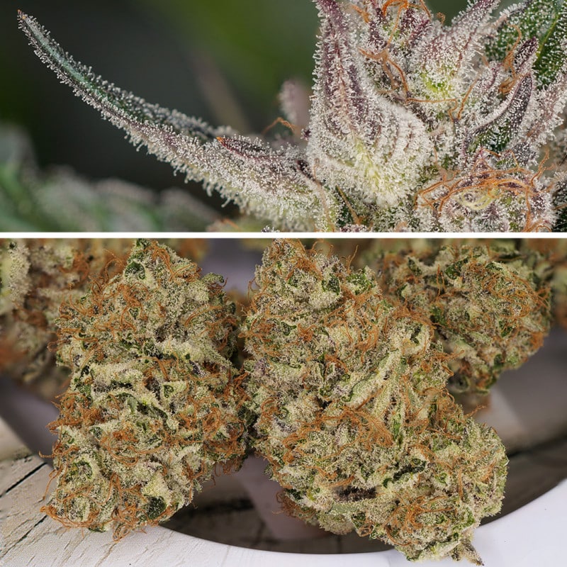 Auto Trichome & Cream (Dutch Passion Seeds) Auto Trichome & Cream (Dutch Passion Seeds)