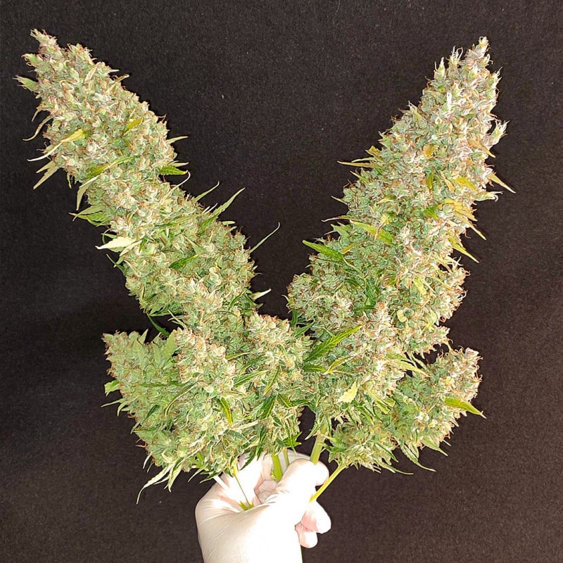 Auto Ultimate by Dutch Passion Seeds Auto Ultimate by Dutch Passion Seeds
