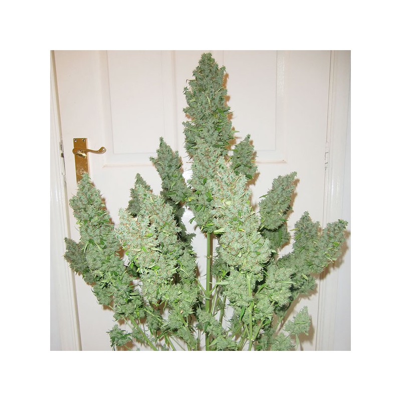 Auto Ultimate by Dutch Passion Seeds Auto Ultimate by Dutch Passion Seeds