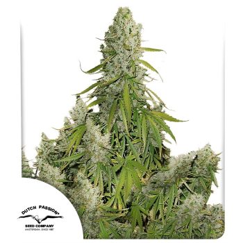 Auto Ultimate by Dutch Passion Seeds
