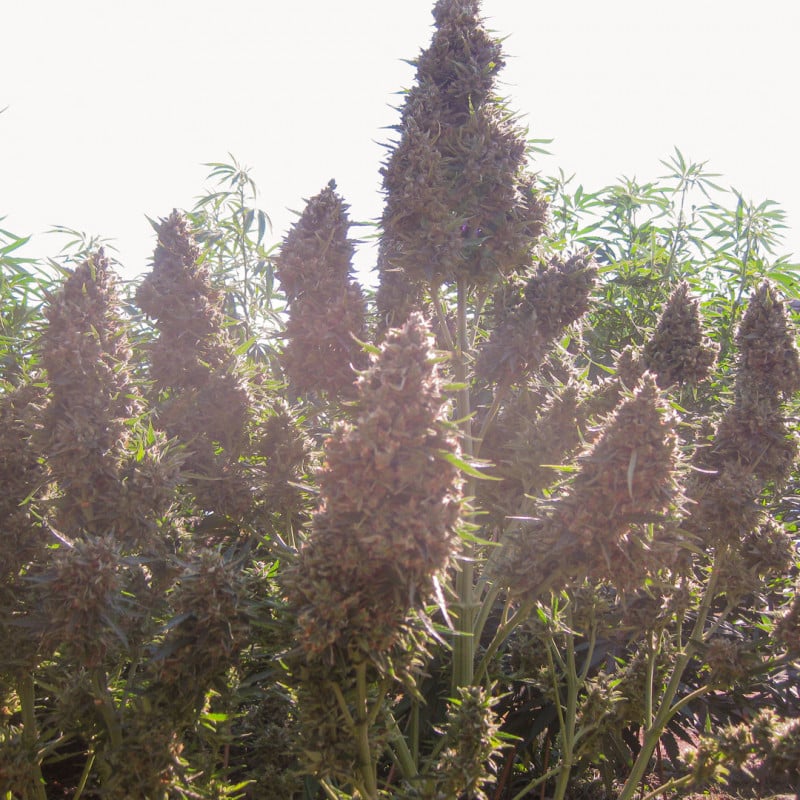 Auto Ultimate by Dutch Passion Seeds Auto Ultimate by Dutch Passion Seeds