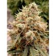 auto-white-widow-4