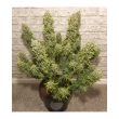 auto-white-widow-4
