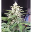 auto-white-widow-4
