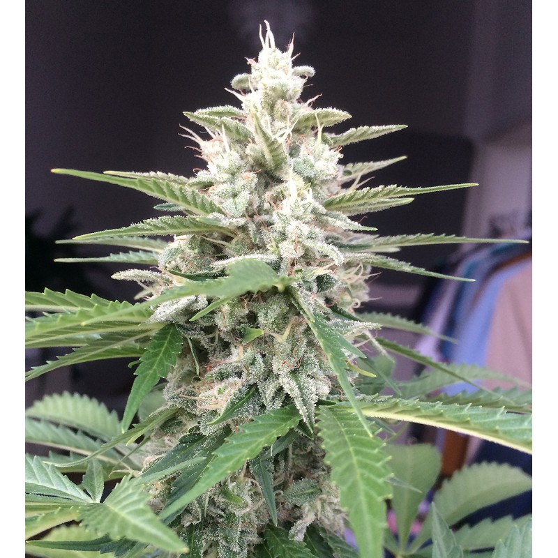 Auto White Widow by Dutch Passion Seeds Auto White Widow by Dutch Passion Seeds