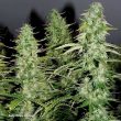 auto-white-widow-4