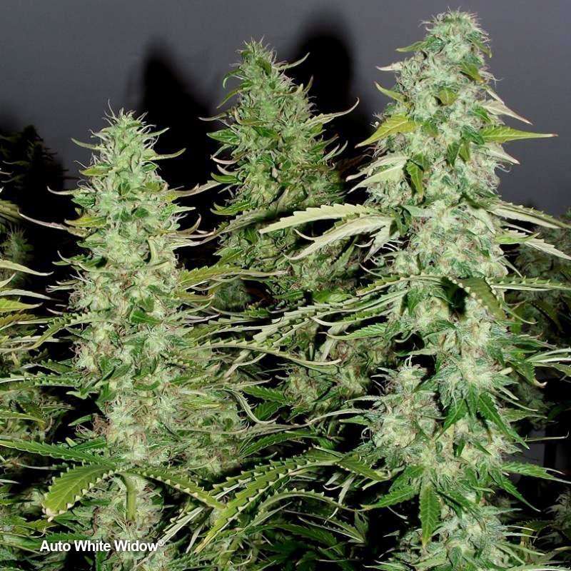 Auto White Widow by Dutch Passion Seeds Auto White Widow by Dutch Passion Seeds