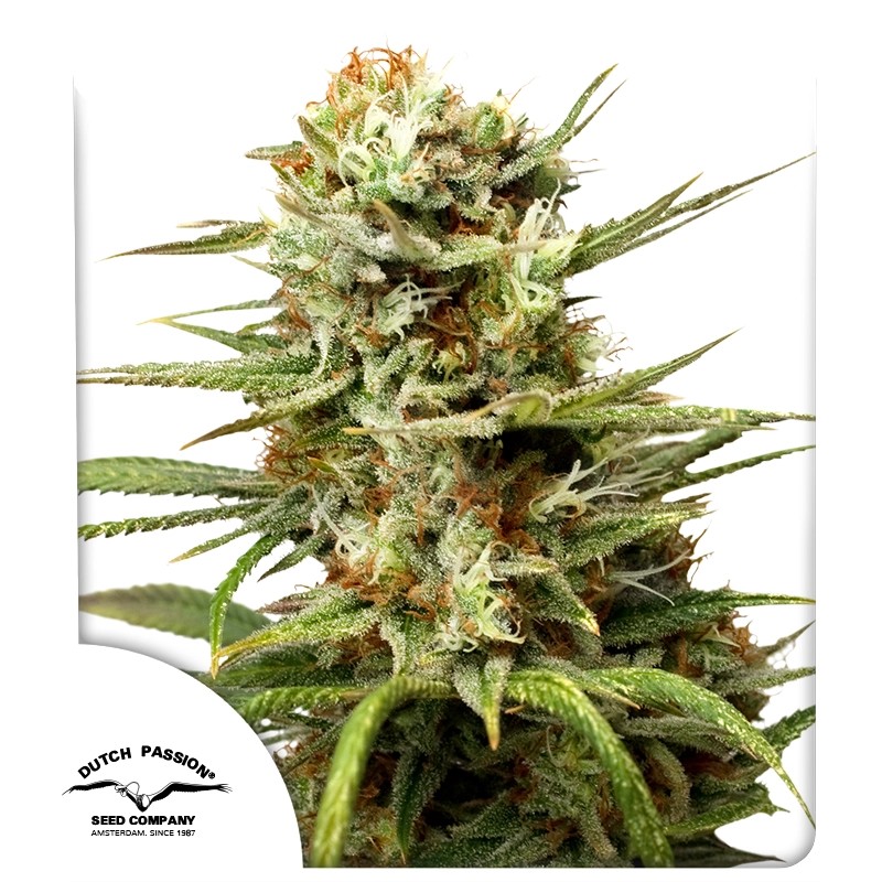 auto-white-widow-4
