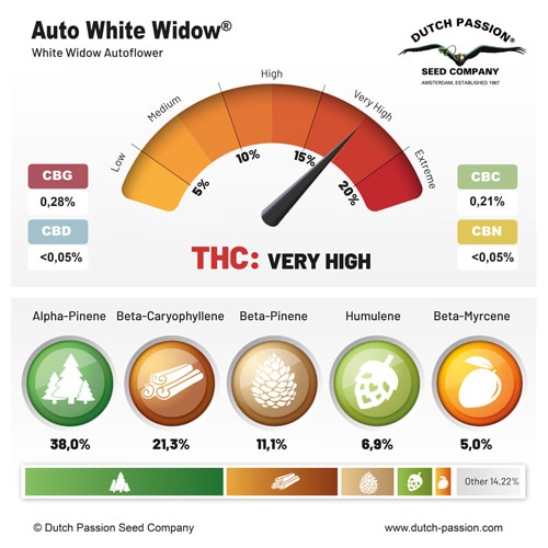 Auto White Widow terpene and cannabinoid profile Auto White Widow terpene and cannabinoid profile