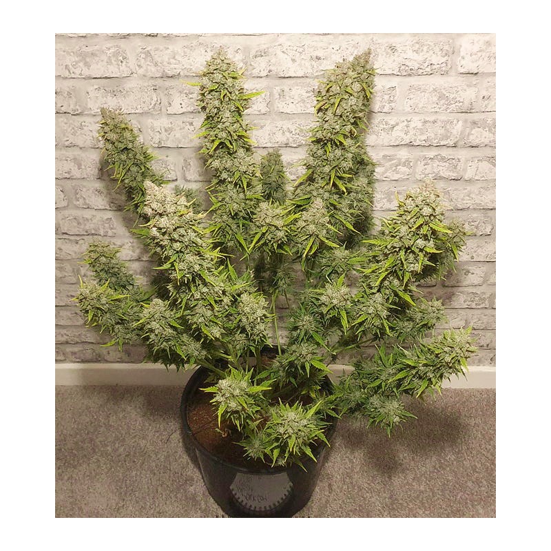Auto White Widow by Dutch Passion Seeds Auto White Widow by Dutch Passion Seeds