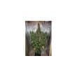 Auto Xtreme Cannabis Seeds by Dutch Passion Seeds