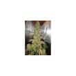 Auto Xtreme Cannabis Seeds by Dutch Passion Seeds