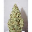 Auto Xtreme Cannabis Seeds by Dutch Passion Seeds