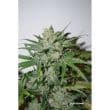 Auto Xtreme Cannabis Seeds by Dutch Passion Seeds