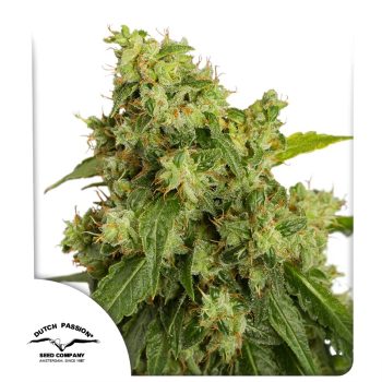 Auto Xtreme by Dutch Passion Seeds