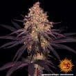 Ayahuasca Purple Feminized Cannabis Seeds by Barneys Farm