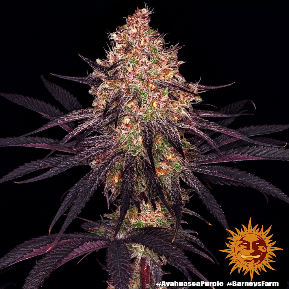 Ayahuasca Purple Feminized Cannabis Seeds by Barneys Farm Ayahuasca Purple Feminized Cannabis Seeds by Barneys Farm