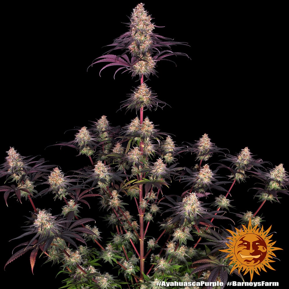 Ayahuasca Purple Feminized Cannabis Seeds by Barneys Farm Ayahuasca Purple Feminized Cannabis Seeds by Barneys Farm