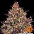 Ayahuasca Purple Feminized Cannabis Seeds by Barneys Farm