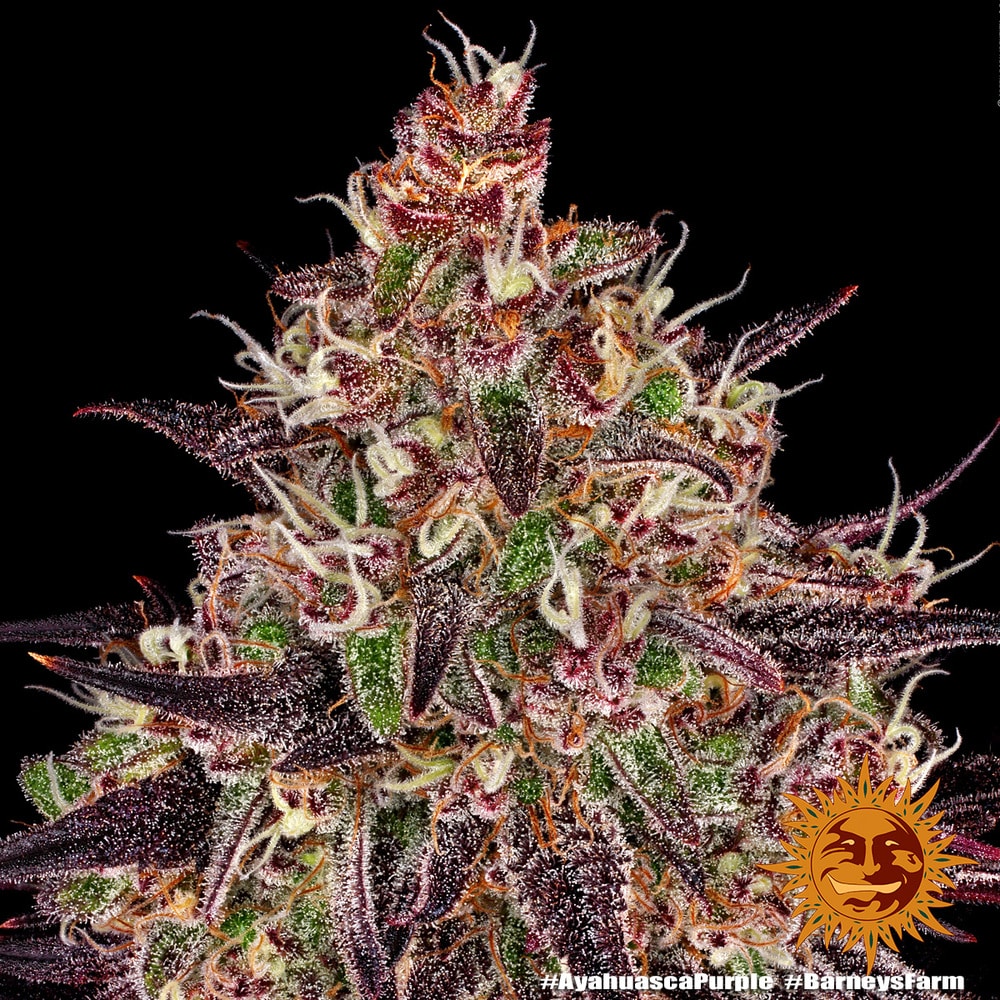 Ayahuasca Purple Feminized Cannabis Seeds by Barneys Farm Ayahuasca Purple Feminized Cannabis Seeds by Barneys Farm
