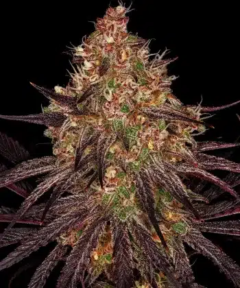 Ayahuasca Purple Feminized Cannabis Seeds by Barneys Farm