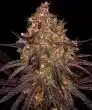 Ayahuasca Purple Feminized Cannabis Seeds by Barneys Farm