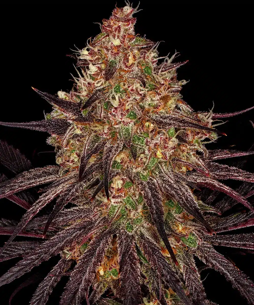 Ayahuasca Purple Feminized Cannabis Seeds by Barneys Farm Ayahuasca Purple Feminized Cannabis Seeds by Barneys Farm