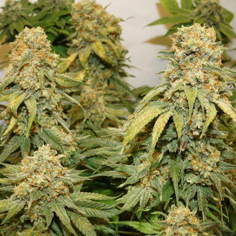 Banana Blaze Feminized by Dutch Passion Seeds Banana Blaze Feminized by Dutch Passion Seeds