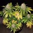 banana-blaze-4